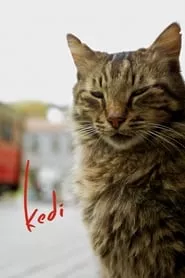 Kedi (2017)