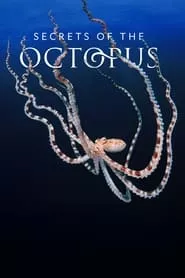 Secrets of the Octopus (2024) Season 1